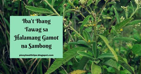 sambong in ilonggo|SAMBONG (Tagalog).